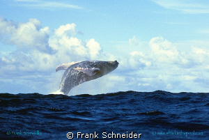 Humpbackwhale jumping

Nikon F4, f2.8/70-200 mm, Film V... by Frank Schneider 